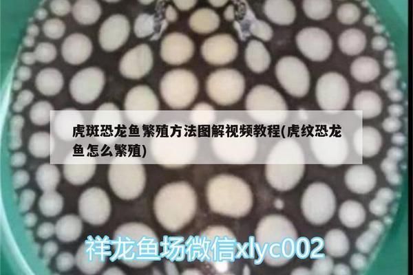 虎斑恐龍魚繁殖
