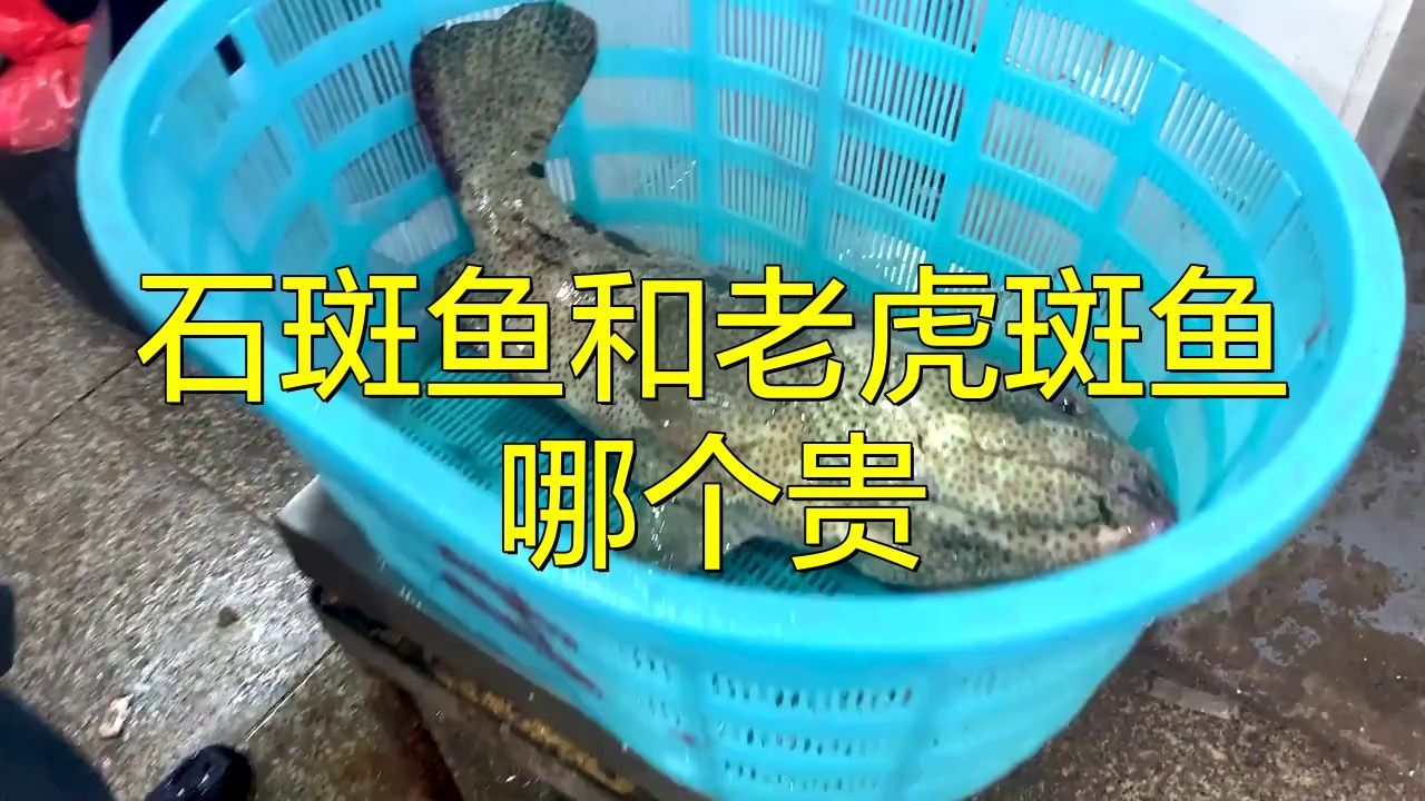 老虎斑貴還是石斑魚貴 老虎斑貴還是石斑魚貴 龍魚百科 第2張