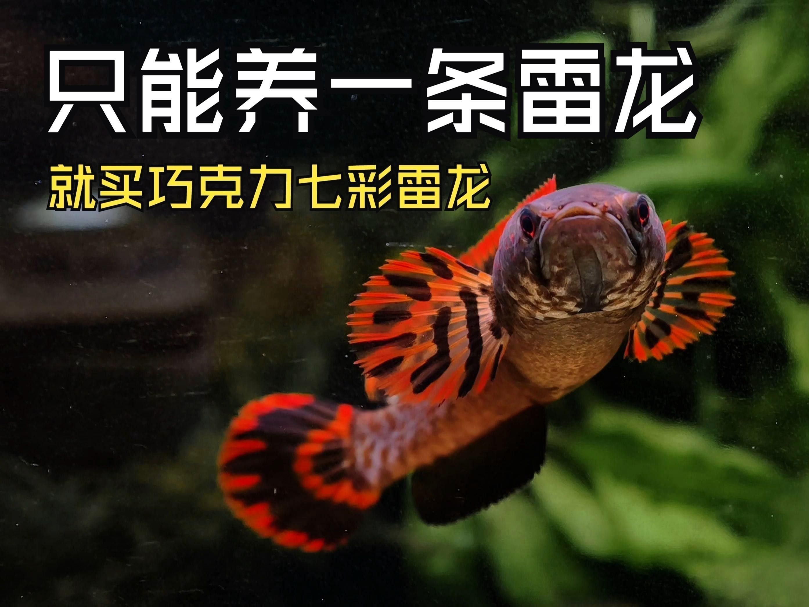 七彩雷龍魚適合與哪些魚類混養？