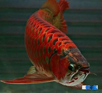 金龍魚貼吧：金龍魚貼吧是一個(gè)多元化的社區(qū)