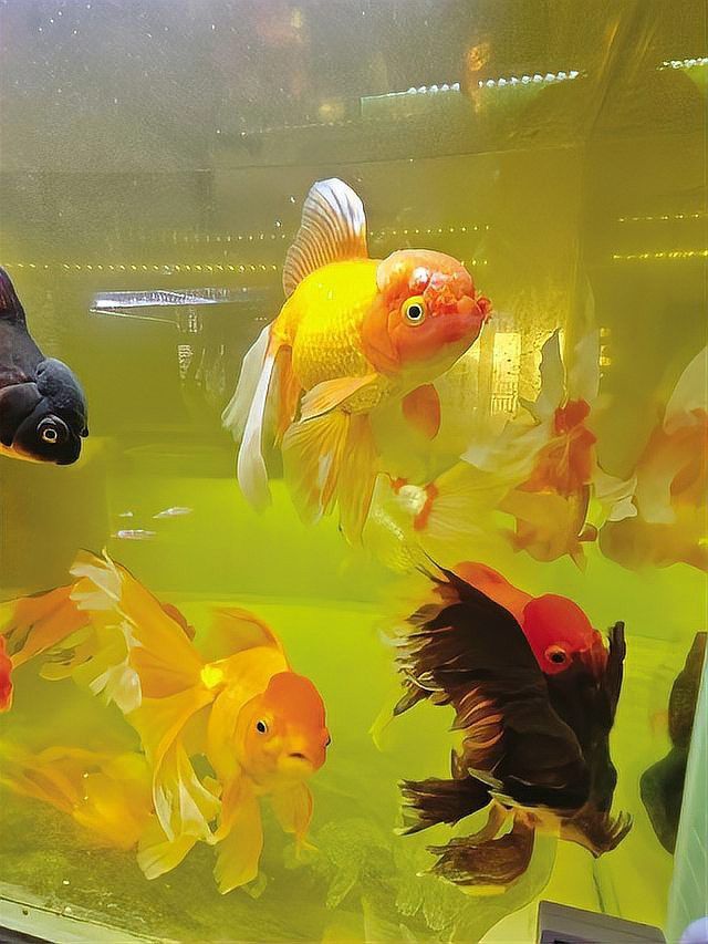 蘭州龍魚哪家好養(yǎng)殖的
