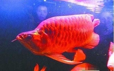 紅龍魚能養多大：紅龍魚的最大尺寸在自然生長和理想的人工飼養條件下可以達到多大