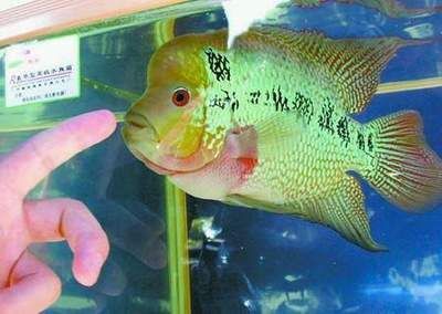 金龍魚(yú)最小的品種有哪些：尋找最小的金龍魚(yú)品種，青龍魚(yú)、高背金龍魚(yú)、b級(jí)過(guò)背金龍魚(yú)