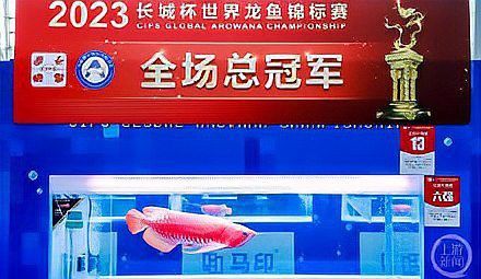最貴的龍魚多少錢一條