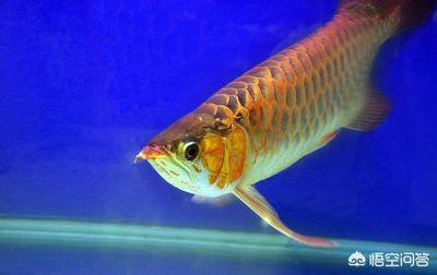 龍魚原生環(huán)境怎么樣：龍魚原生地的氣候特點(diǎn)