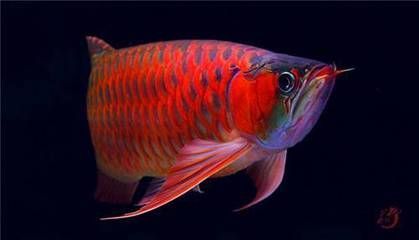 龍魚原生環(huán)境怎么樣：龍魚原生地的氣候特點(diǎn)