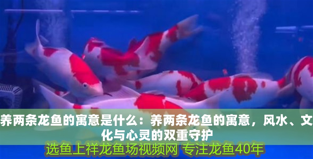 養兩條龍魚的寓意是什么：養兩條龍魚的寓意，風水、文化與心靈的雙重守護