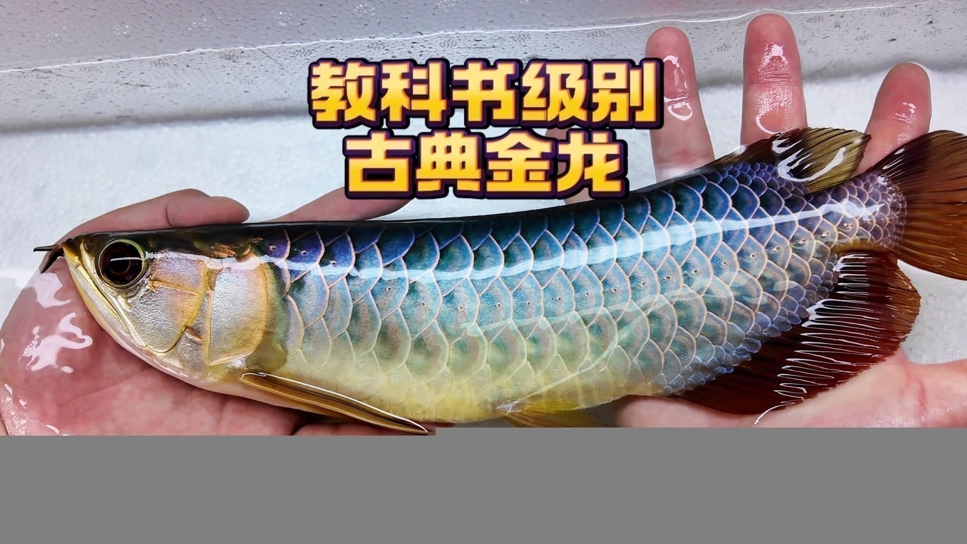 如何挑選高品質(zhì)的古典藍(lán)金龍魚？