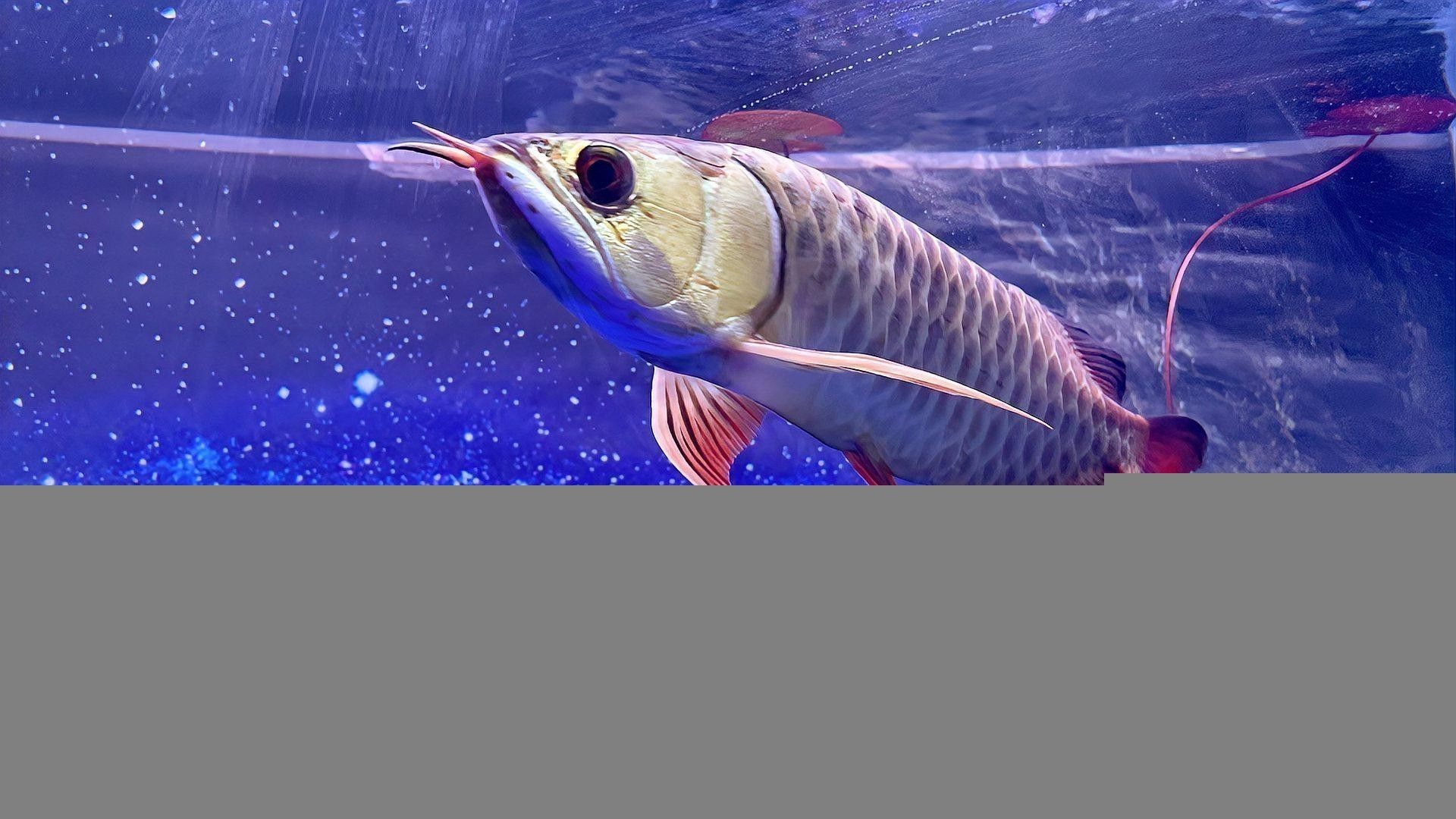 如何挑選高品質(zhì)的古典藍(lán)金龍魚？