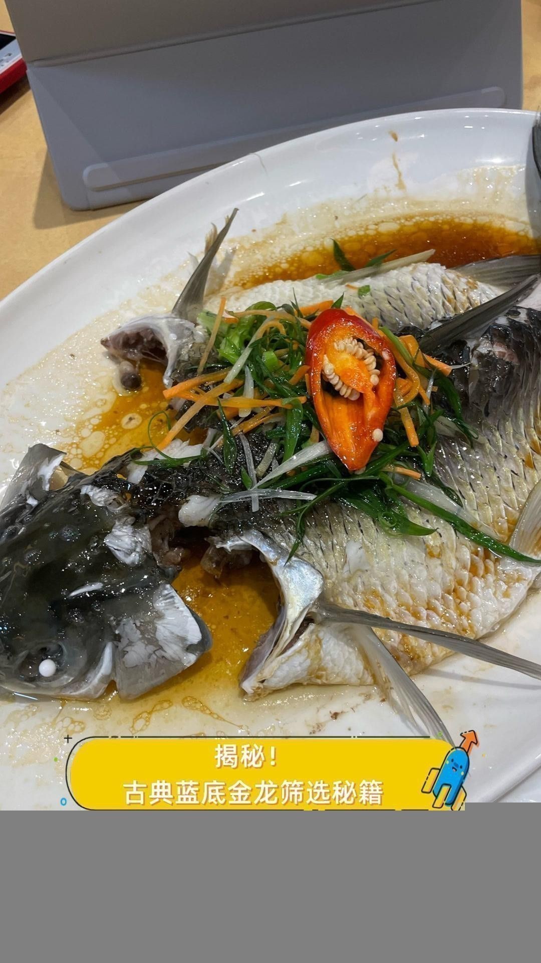 如何挑選高品質(zhì)的古典藍(lán)金龍魚？