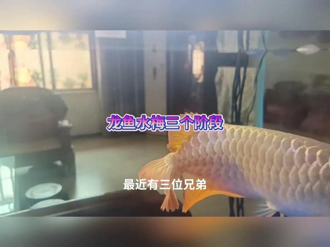 龍魚身上有白色絮狀物怎么治好呢圖片