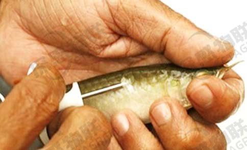 紅龍魚芯片用什么掃描