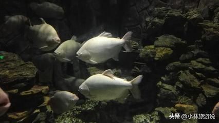 龍魚是國家保護動物嗎：龍魚屬于國家保護動物嗎？