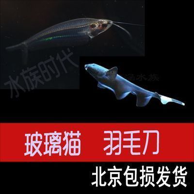 龍魚是國家保護動物嗎：龍魚屬于國家保護動物嗎？