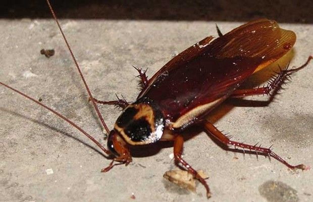 蟑螂喂龍魚好不好養：喂食蟑螂給龍魚好不好養