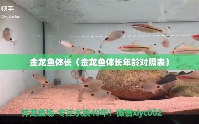 金龍魚出生多大（金龍魚幼苗如何獨立覓食金龍魚的飼養條件有哪些）