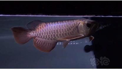 藍底龍魚用什么顏色的燈光好看：藍底龍魚在燈光選擇上應注重光線強度和均勻性