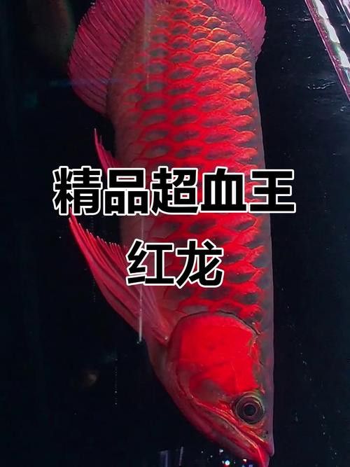 大紅龍魚圖片欣賞大全集