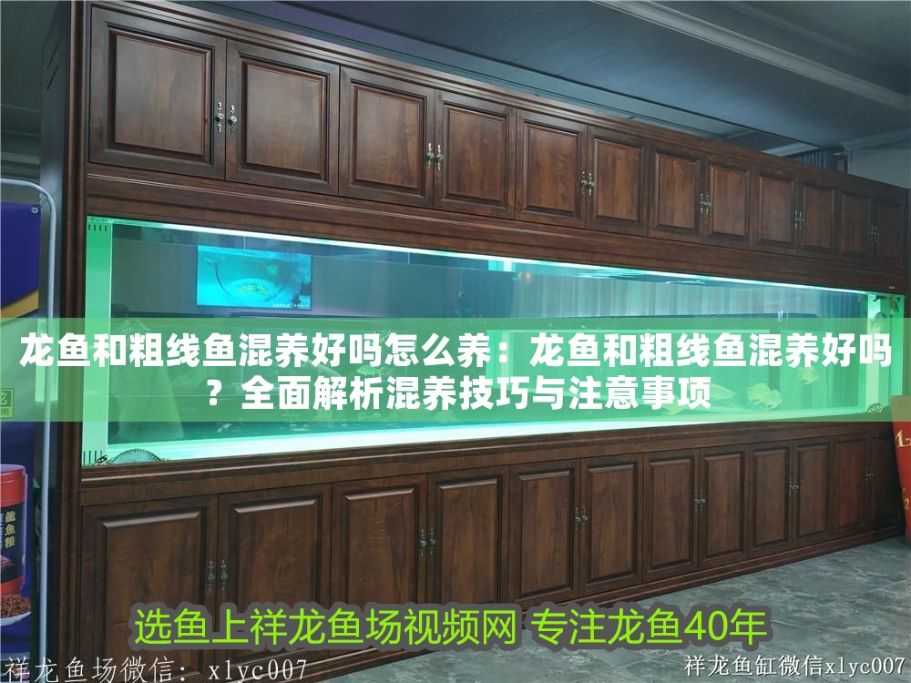 龍魚觀賞魚市場價(jià)多少錢一只啊：龍魚觀賞魚市場價(jià)多少錢一只？全面解析價(jià)格因素與選購指南