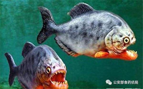恐龍魚可以放生嗎有毒嗎
