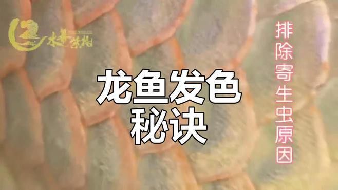 如何判斷過背金龍魚是否缺乏營養(yǎng)？ 如何判斷過背金龍魚是否缺乏營養(yǎng)？ 龍魚百科 第1張