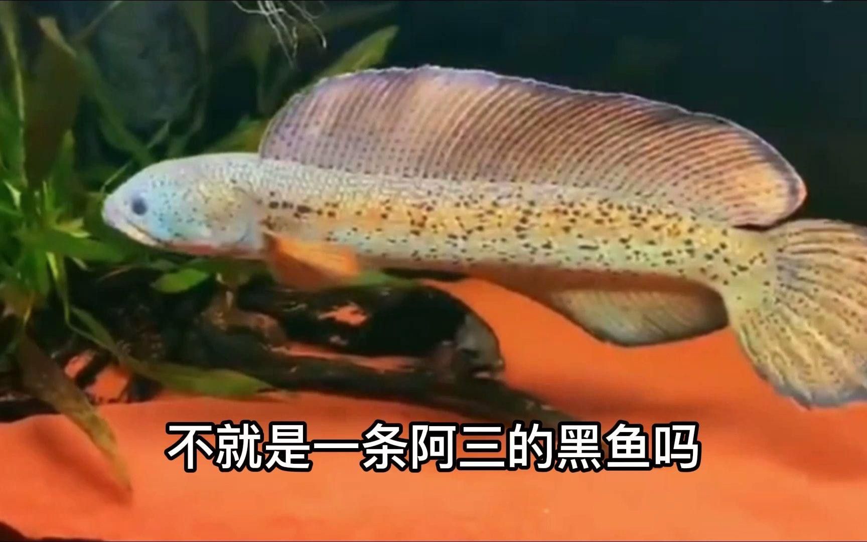 巴卡雷龍魚為什么這么貴？