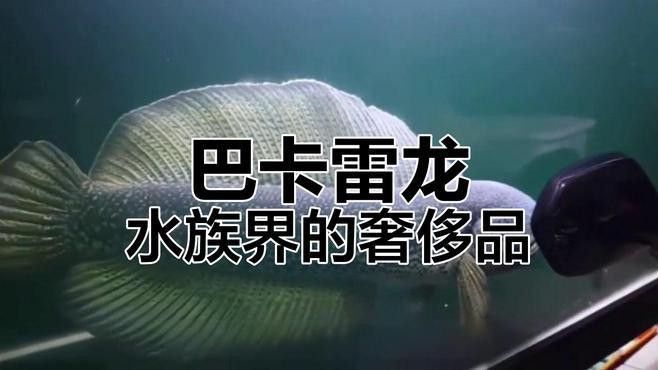 巴卡雷龍魚為什么這么貴？
