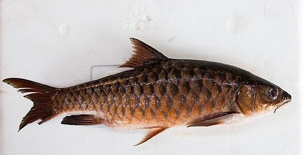 馬來西亞忘不了魚圖片