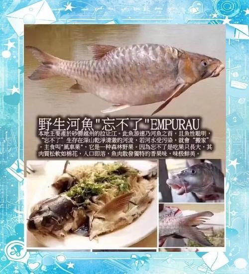 馬來西亞忘不了魚圖片