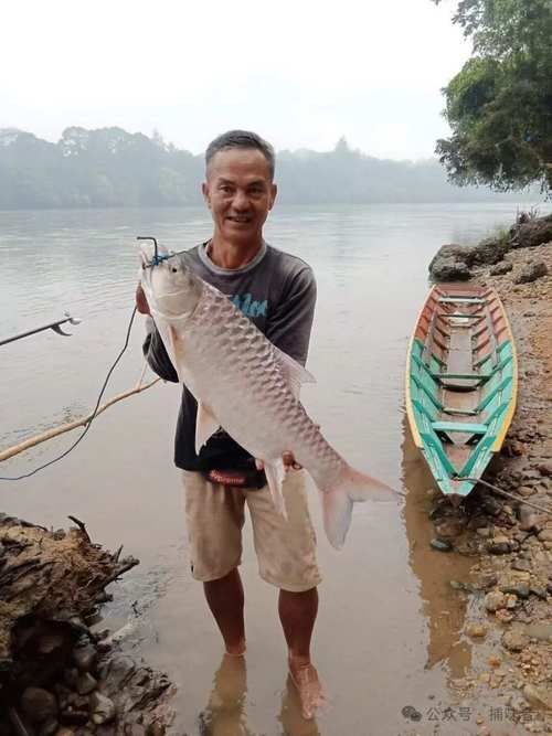 馬來西亞忘不了魚圖片