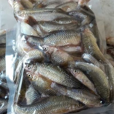 龍魚禁止進口魚類：龍魚的進口流程詳解