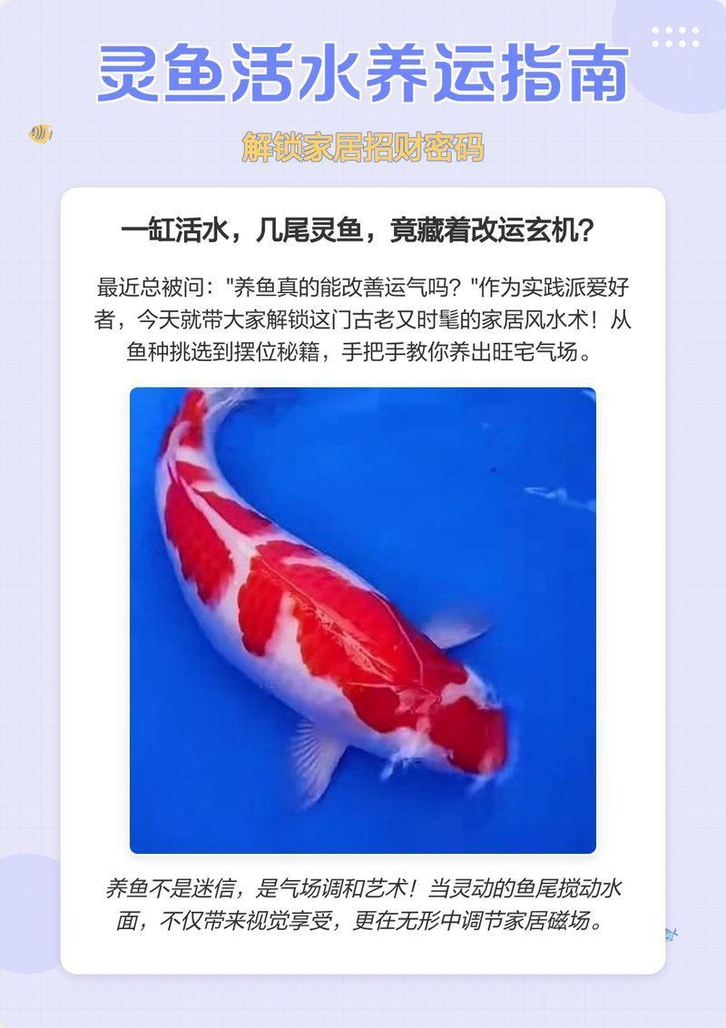 推薦幾本關于龍魚風水的書籍