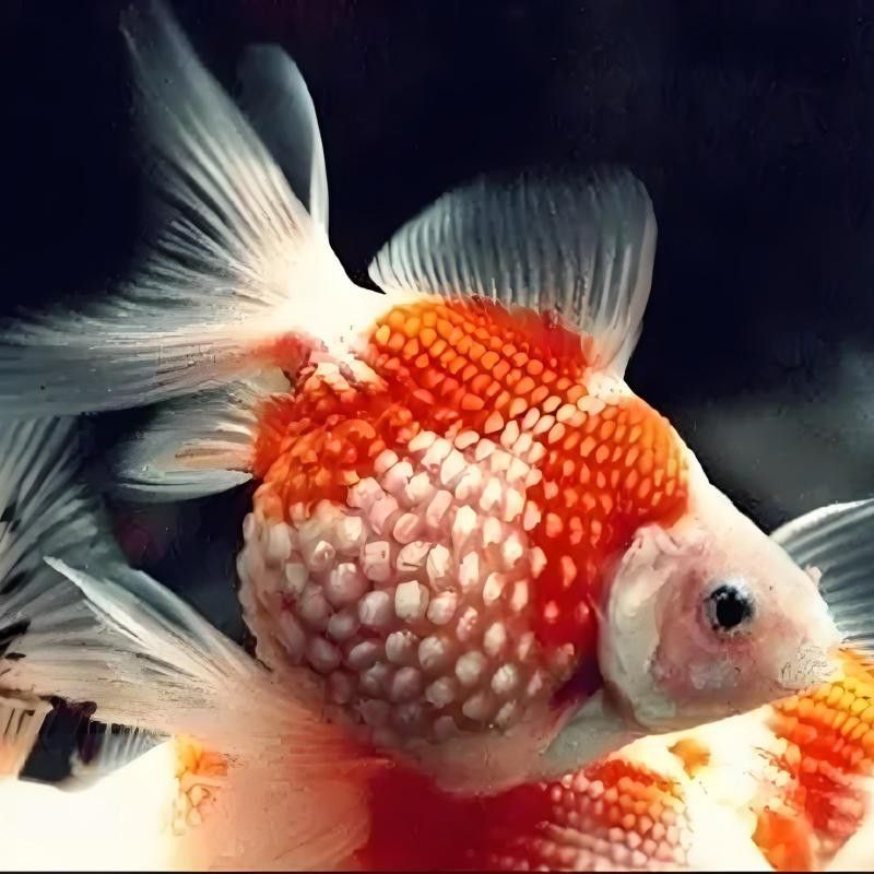 推薦一些高清大圖尺寸的紅龍魚壁紙