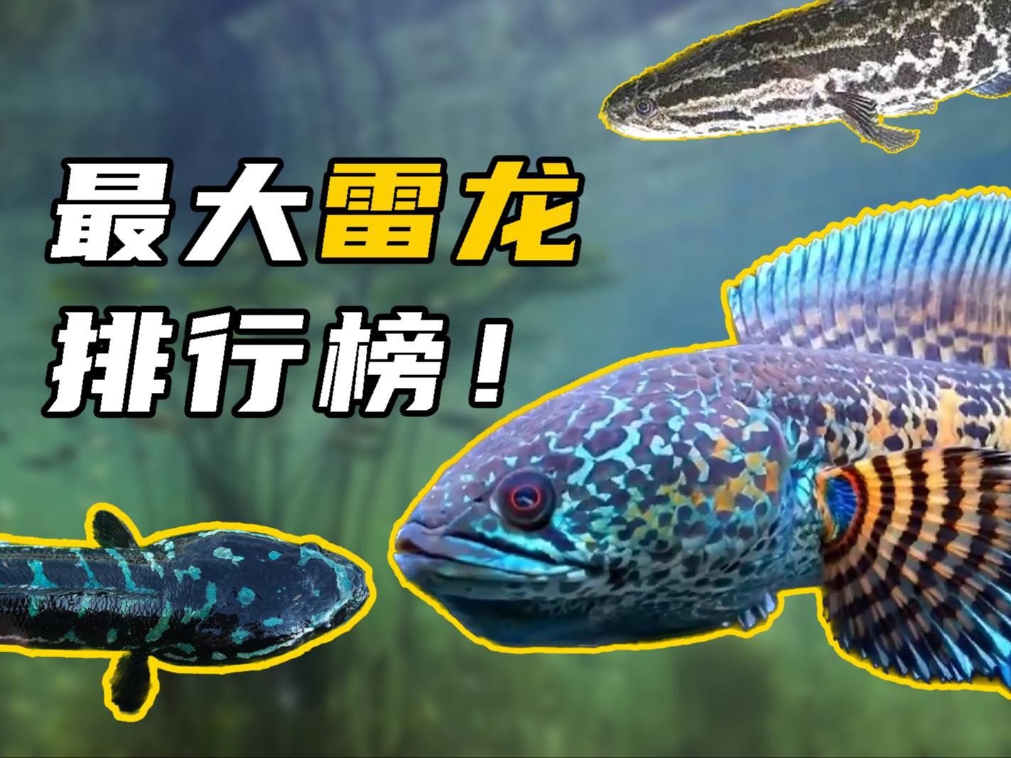 如何區分巴卡雷龍的雌雄