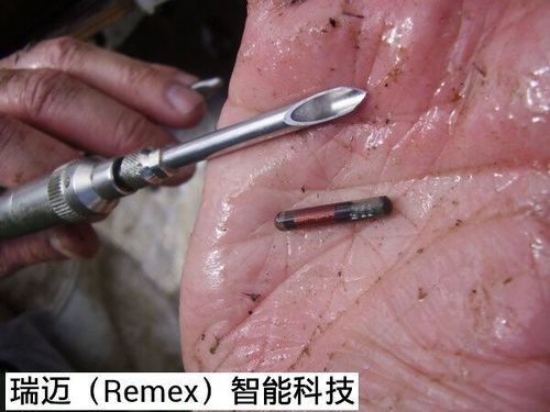 龍魚芯片圖片