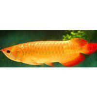 龍魚芯片圖片