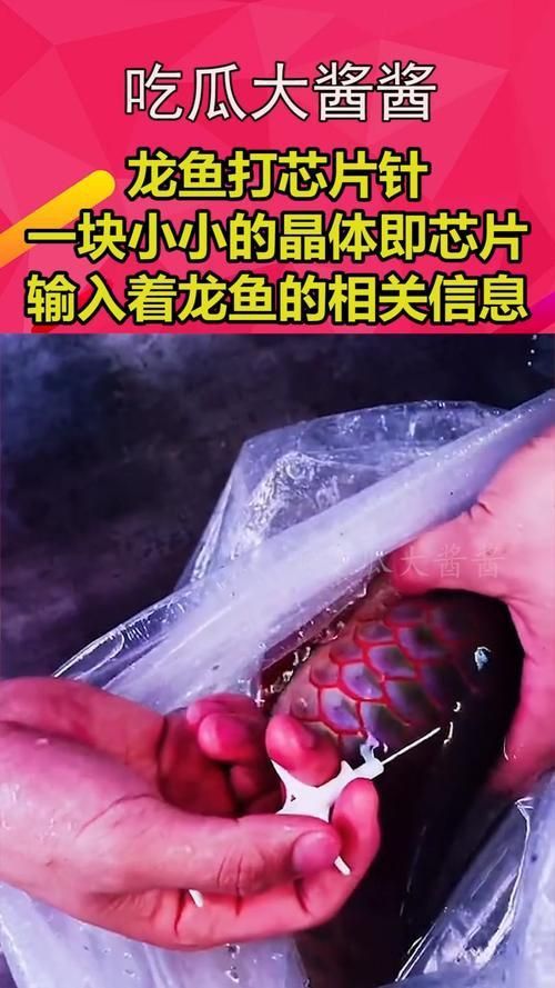 龍魚芯片圖片
