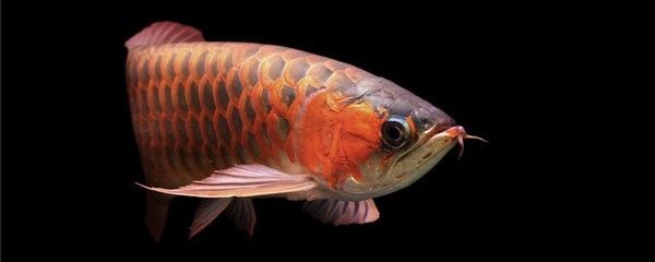 龍魚幾天不吃東西會(huì)餓死嗎（成年龍魚在10天內(nèi)不喂食是不太可能導(dǎo)致餓死）