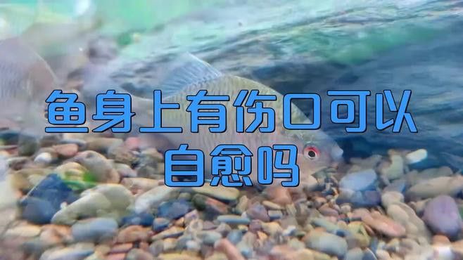 龍魚內臟受傷能自愈嗎？
