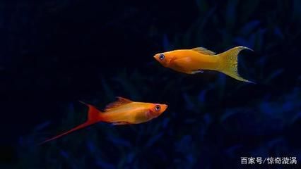 龍魚尺寸與魚齡的關(guān)系（龍魚的尺寸與其年齡之間存在密切關(guān)系，）