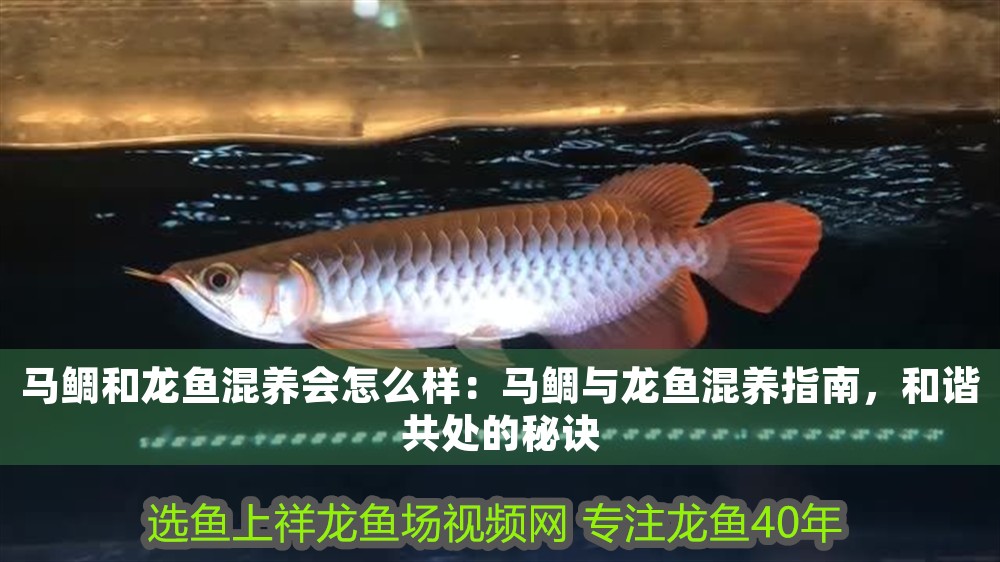 馬鯛和龍魚混養會怎么樣：馬鯛與龍魚混養指南，和諧共處的秘訣