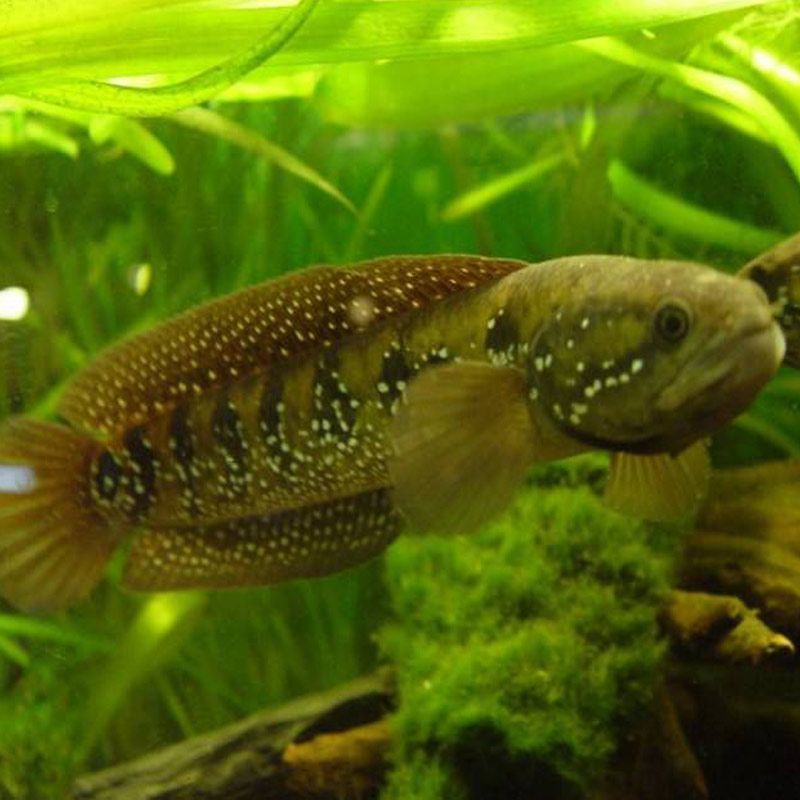 龍魚長蟲用治么：如何治療龍魚寄生蟲