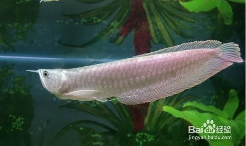 金龍魚銀龍魚能混養(yǎng)嗎：金龍魚和銀龍魚可以混養(yǎng)嗎