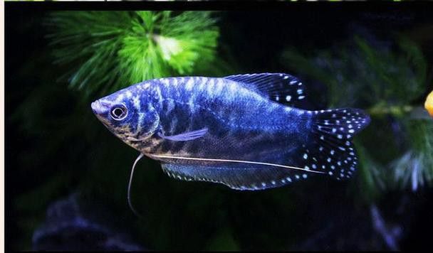 紅色銀龍魚怎么畫好看（如何畫好紅色銀龍魚） 紅色銀龍魚怎么畫好看（如何畫好紅色銀龍魚） 龍魚百科 第5張