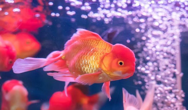 龍魚缸增氧泵需要一直開嗎視頻：龍魚缸增氧泵是否需要24小時開啟