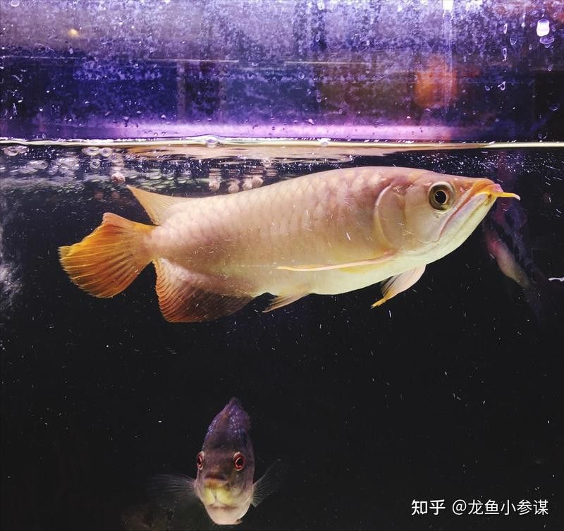 紅龍魚可以用白色背景嗎