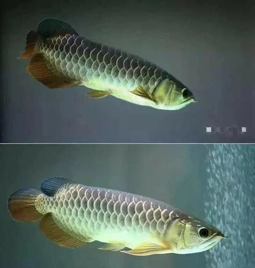 金龍魚的發色過程圖解