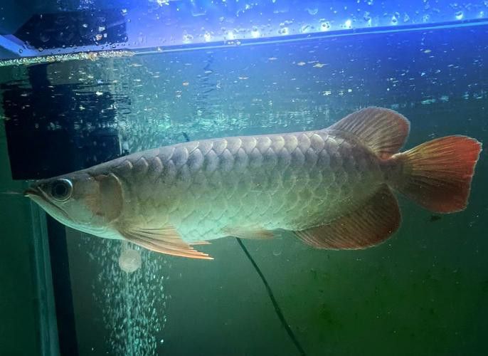 金龍魚的發色過程圖解