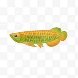 有哪些平臺提供高清龍魚缸壁紙？