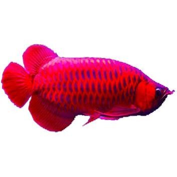 龍魚芯片證書如何查詢？